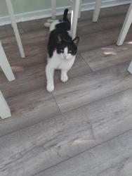 Found/Stray Unknown Cat last seen Merwell Road Flixton , Urmston, England M41 6PR