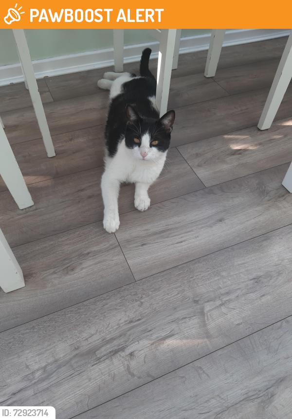 Found/Stray Unknown Cat last seen Merwell Road Flixton , Urmston, England M41 6PR