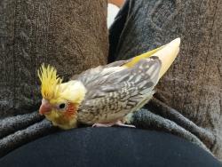 Lost Male Bird last seen 19th Street and Chester, Aurora, CO 80010