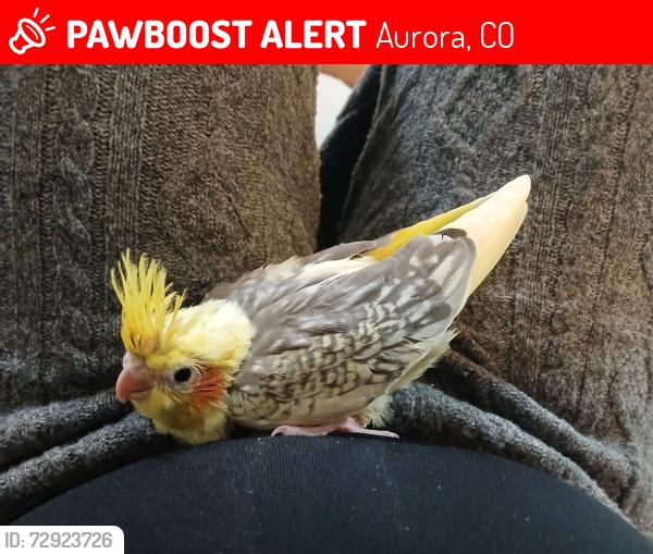 Lost Male Bird last seen 19th Street and Chester, Aurora, CO 80010
