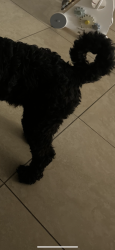 Reunited Unknown Dog last seen Alameda and Dayton , Denver, CO 80230