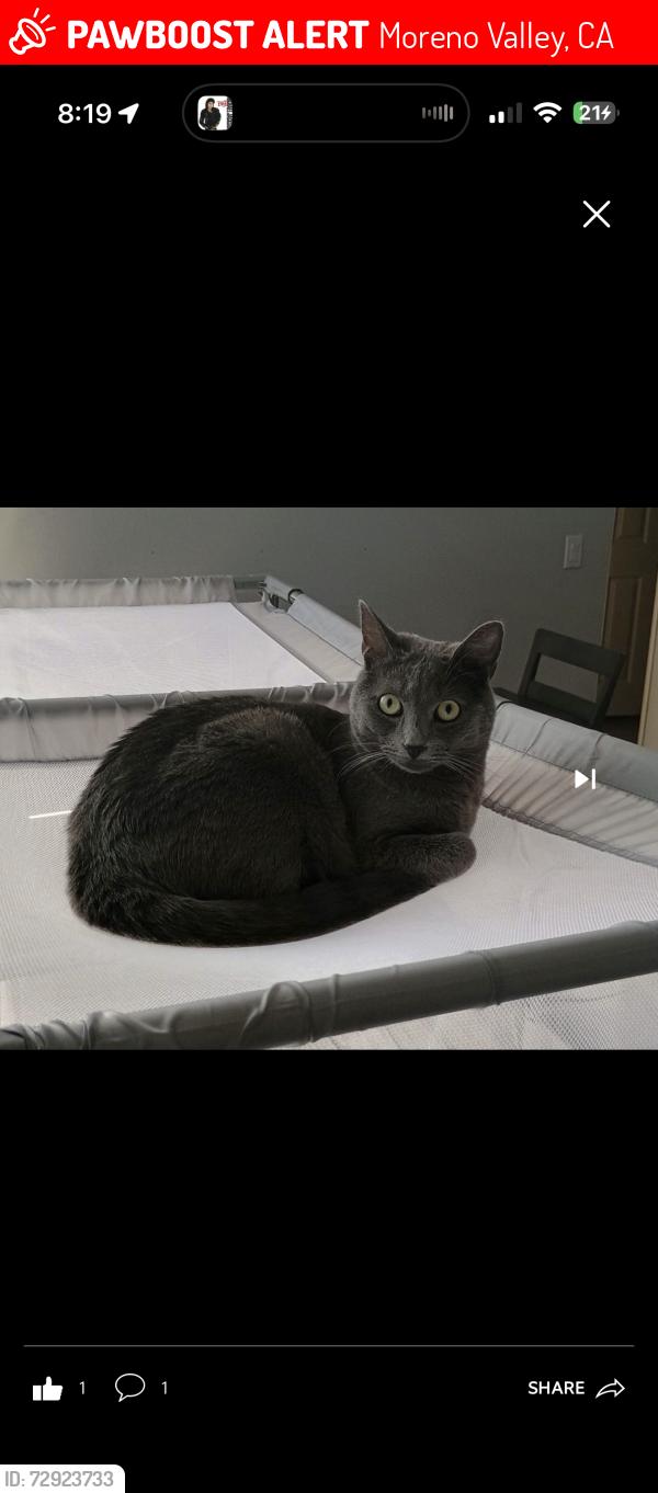 Lost Male Cat last seen Iris Moreno Valley , Moreno Valley, CA 92555