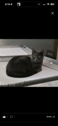 Lost Male Cat last seen Iris Moreno Valley , Moreno Valley, CA 92555