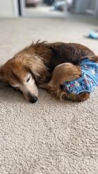 Reunited Female Dog last seen Near Yucca Ave, Las Vegas, NV 89104, USA, Las Vegas, NV 89104
