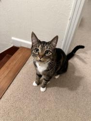 Reunited Male Cat last seen 6th Ave and Ventura Drive, Tacoma, WA 98465