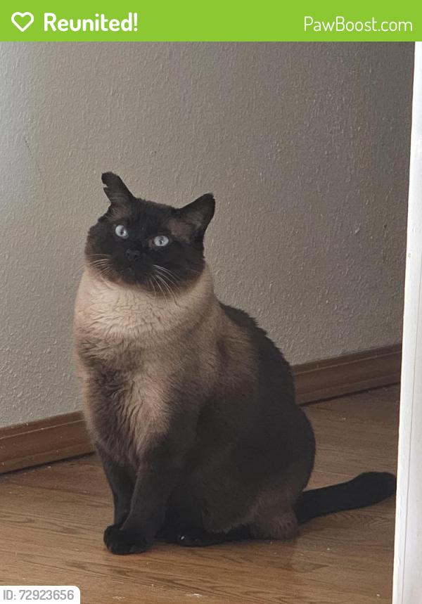 Reunited Male Cat last seen Briarwood and Park Crest, Vancouver, WA 98683