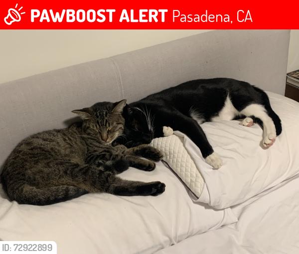 Lost Male Cat last seen Lomay and Onatario, Pasadena, CA 91103