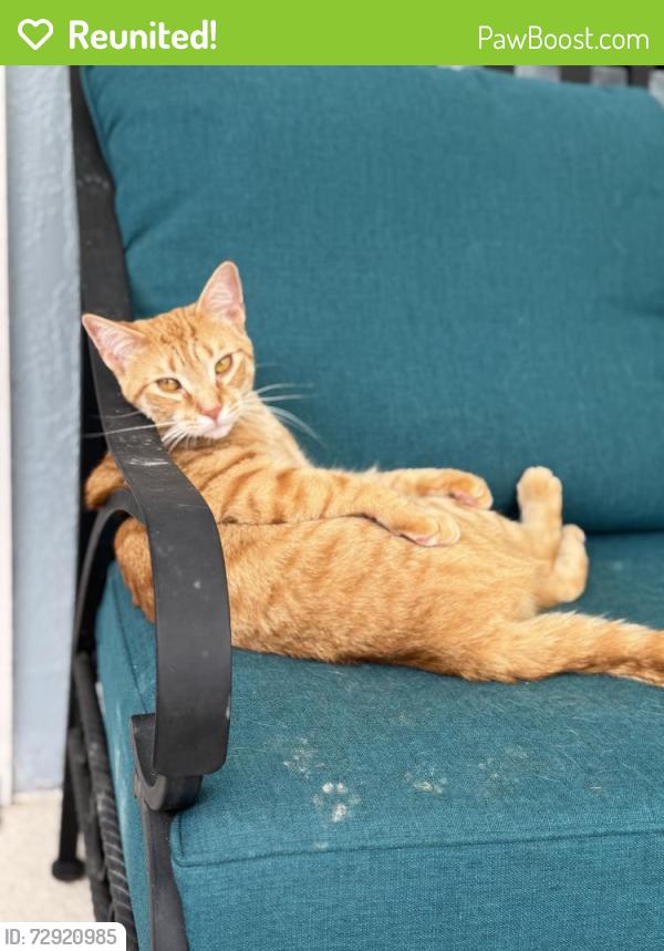 Reunited Male Cat last seen Near Gaston St, Spring Hill, FL 34607, USA, Spring Hill, FL 34607