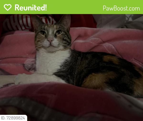 Reunited Female Cat last seen Campbell & Diversey Ave, Chicago, IL 60618