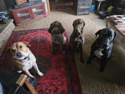 Lost Male Dog last seen Orchard Glen, near davies hs, Fargo, ND 58104