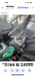Lost Female Dog last seen Near Andover Rd and 60th(which in Wichita is 29th st north), Andover, KS 67002