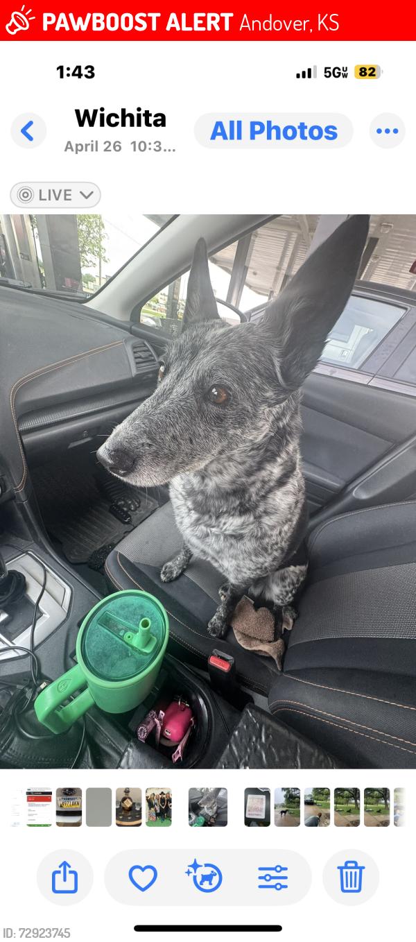 Lost Female Dog last seen Near Andover Rd and 60th(which in Wichita is 29th st north), Andover, KS 67002