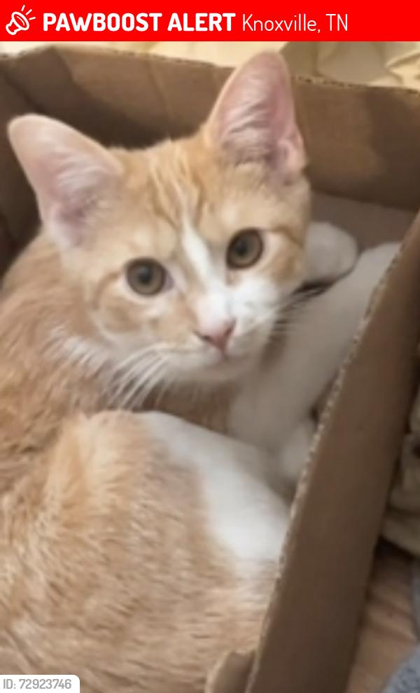 Lost Male Cat last seen Beaver creek, Knoxville, TN 37918