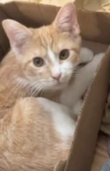 Lost Male Cat last seen Beaver creek, Knoxville, TN 37918