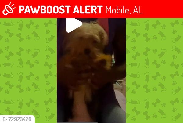 Lost Female Dog last seen olde gate road ang Johnson, Mobile, AL 36695