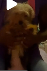 Lost Female Dog last seen olde gate road ang Johnson, Mobile, AL 36695