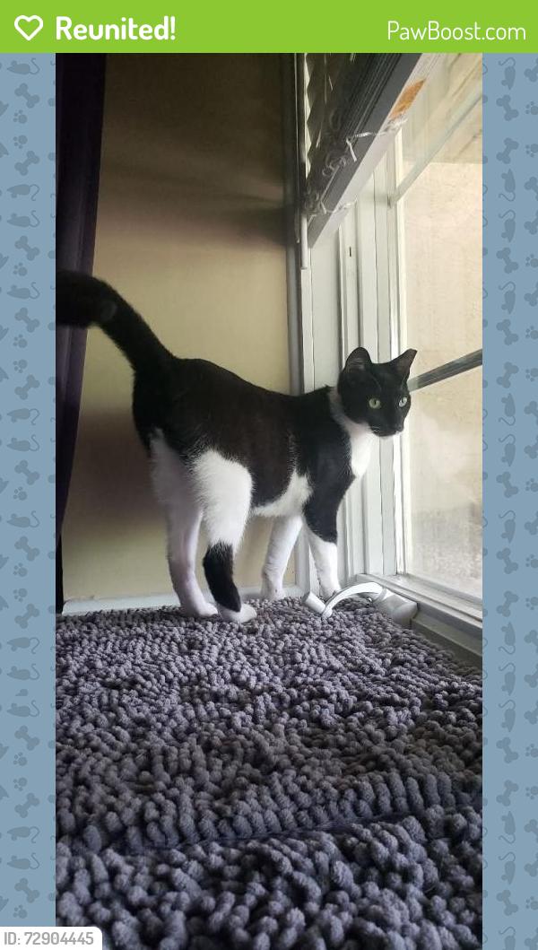 Reunited Male Cat last seen Monterey Ln, West Chester, PA 19380