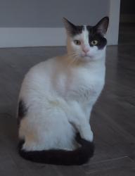 Reunited Male Cat last seen W 14th St and N E Street near the McDonald's Museum , San Bernardino, CA 92405