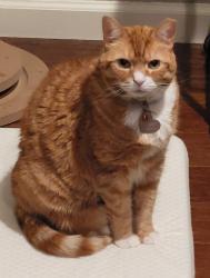 Lost Female Cat last seen Gary falati park, Fairfield, CA 94533