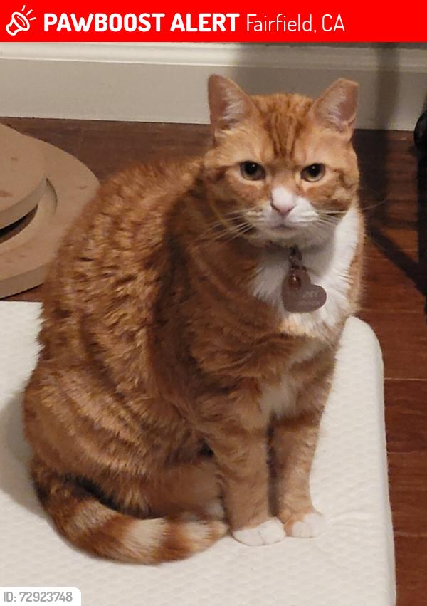 Lost Female Cat last seen Gary falati park, Fairfield, CA 94533