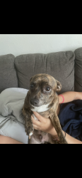 Reunited Male Dog last seen Mariners cay apmts , Spring Hill, FL 34608