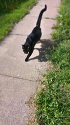 Reunited Male Cat last seen Coddington and West A, Lincoln, NE 68522