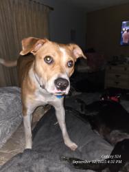 Reunited Female Dog last seen Old Bainbridge/High Road/Tamberlane, Tallahassee, FL 32303