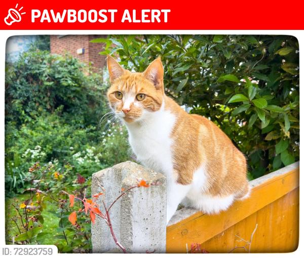 Lost Female Cat last seen Weardale Gardens., Greater London, England EN2