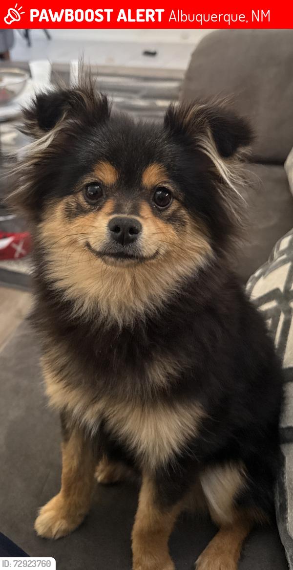 Lost Female Dog last seen Louisiana Elena , Albuquerque, NM 87113