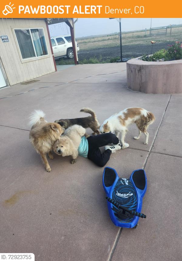 Found/Stray Female Dog last seen Near dillon st denver, Denver, CO 80239