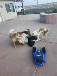 Found/Stray Female Dog last seen Near dillon st denver, Denver, CO 80239