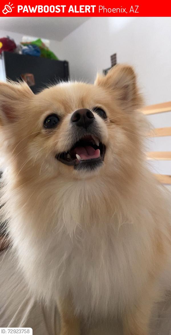 Lost Female Dog last seen Near N 22nd Dr, Phoenix Az 85015, Phoenix, AZ 85015