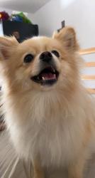 Lost Female Dog last seen Near N 22nd Dr, Phoenix Az 85015, Phoenix, AZ 85015