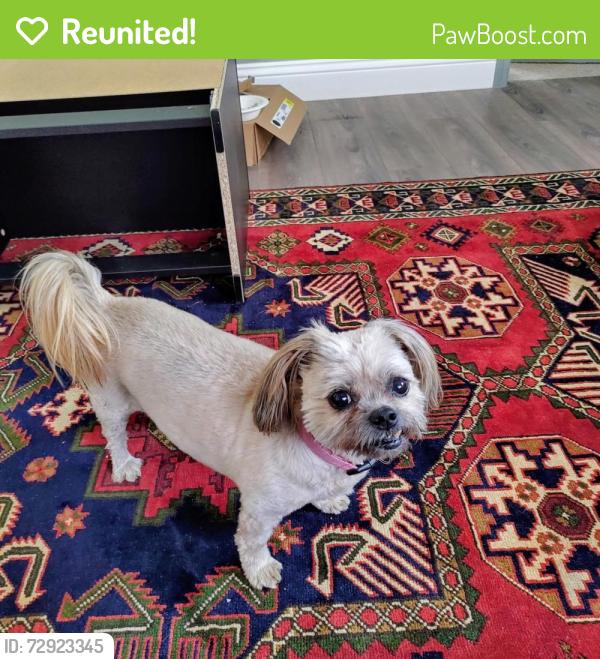Reunited Female Dog last seen Near Wallace hills CT // Wallace RD , Salem, OR 97304