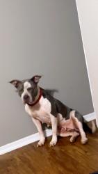 Lost Female Dog last seen Monfort, Dallas, TX 75254