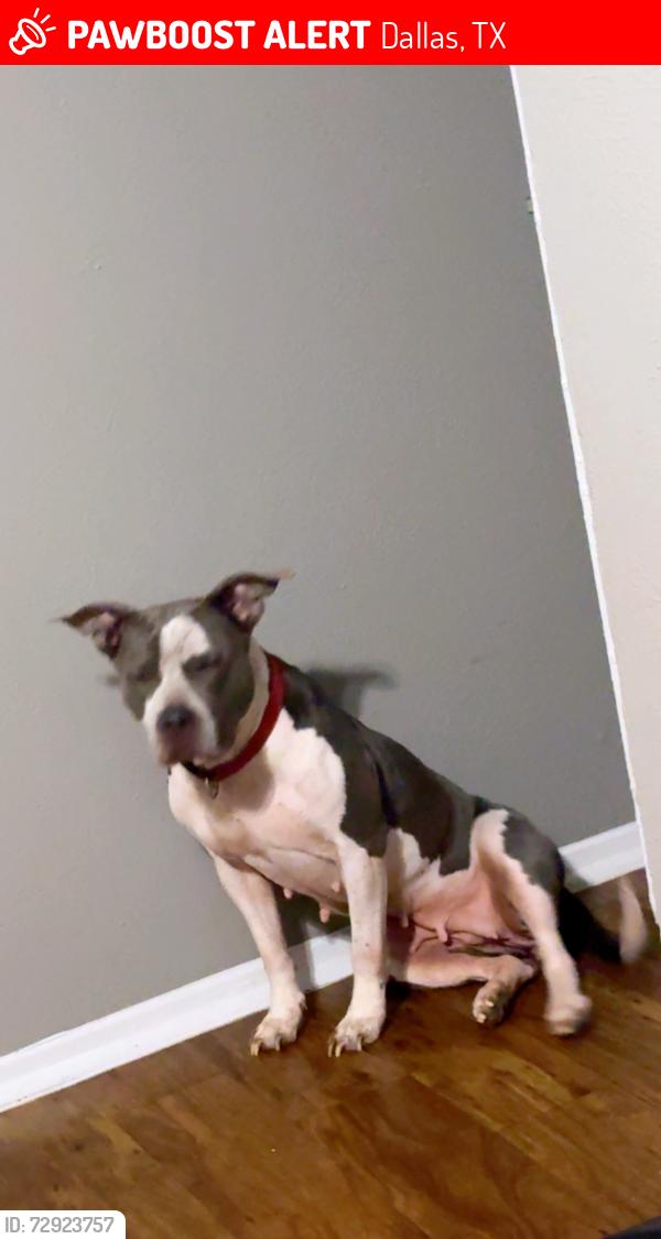 Lost Female Dog last seen Monfort, Dallas, TX 75254