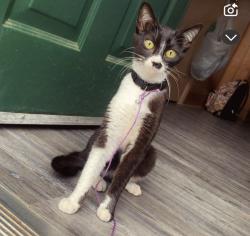 Lost Female Cat last seen Blountsville, Blountsville, AL 35031