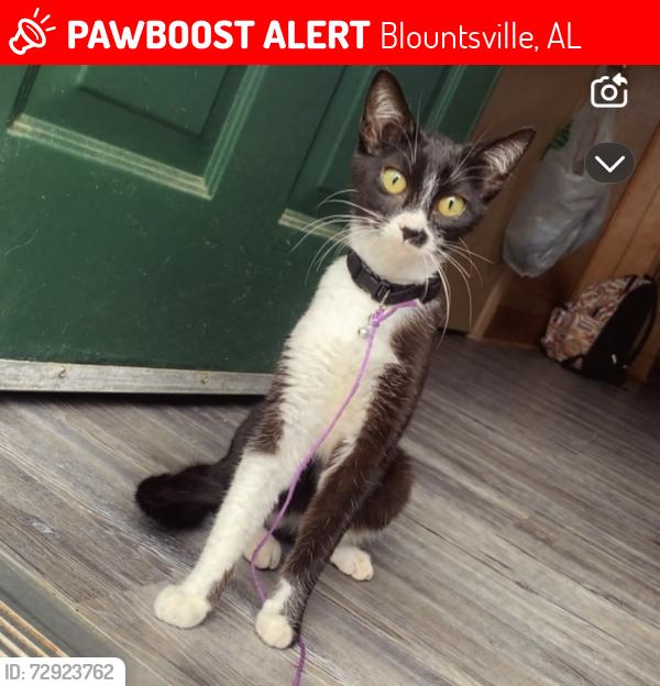 Lost Female Cat last seen Blountsville, Blountsville, AL 35031
