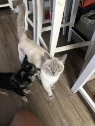 Reunited Female Cat last seen Bass Lake Rd and Greenvalley Rd , Cameron Park, CA 95682