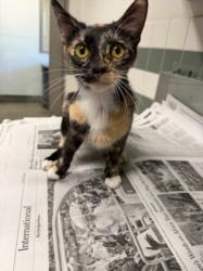 Shelter Stray Female Cat last seen , Los Angeles, CA 91405