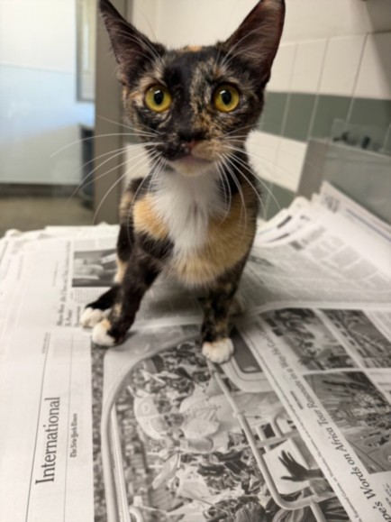 Shelter Stray Female Cat last seen , Los Angeles, CA 91405