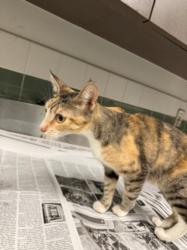 Shelter Stray Female Cat last seen , Los Angeles, CA 91405