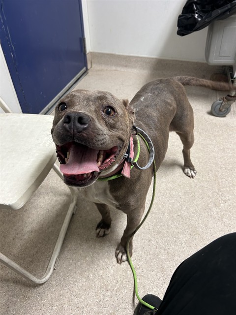 Shelter Stray Female Dog last seen Near BLOCK VIRGINIA ST, BAKERSFIELD CA 93305, Bakersfield, CA 93308