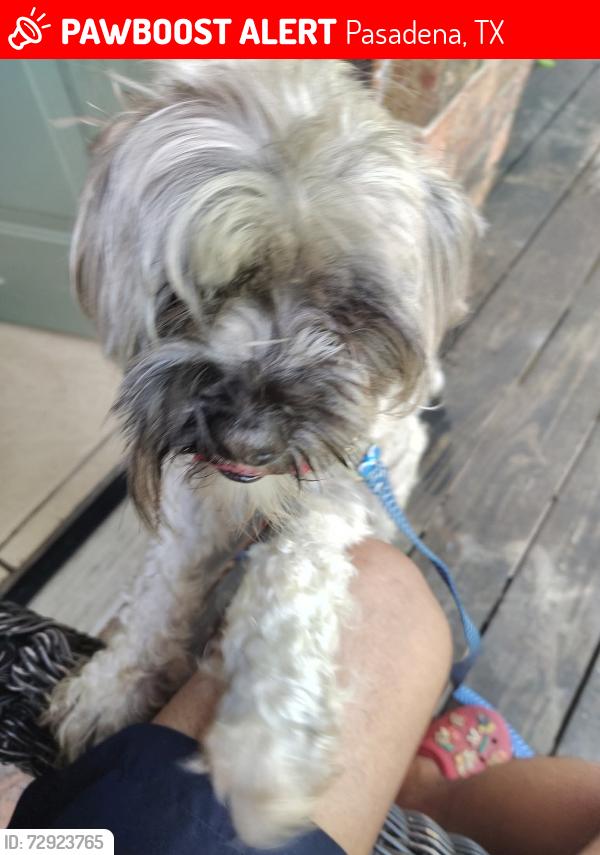 Lost Male Dog last seen Shaver and westside dr, Pasadena, TX 77502