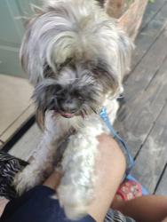 Lost Male Dog last seen Shaver and westside dr, Pasadena, TX 77502