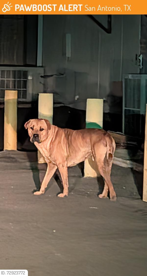 Found/Stray Male Dog last seen Zarazomora and centennial old color art building, San Antonio, TX 78211