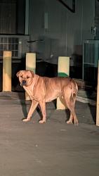 Found/Stray Male Dog last seen Zarazomora and centennial old color art building, San Antonio, TX 78211