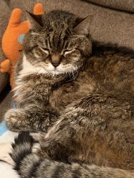 Lost Male Cat last seen Near canyon park dr, diamond bar, CA 91765, Diamond Bar, CA 91765