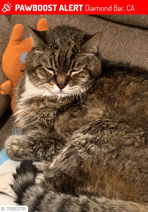 Lost Male Cat last seen Near canyon park dr, diamond bar, CA 91765, Diamond Bar, CA 91765