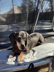 Reunited Male Dog last seen copperfield , Austin, TX 78753